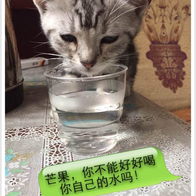 做个假卡尔德威尔大学文凭毕业证